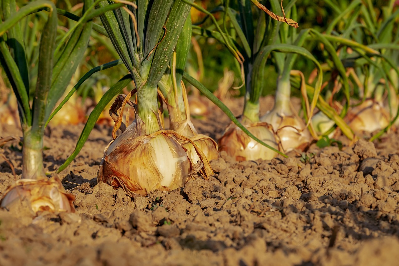 Veganistische moestuin met diverse groene planten. Veganistische moestuin met diverse groene planten.