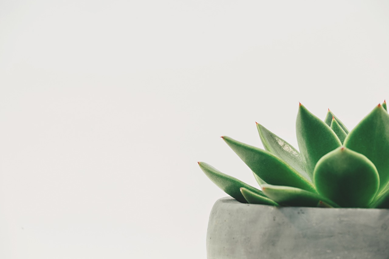 Vrouw verzorgt kamerplanten in modern appartement.