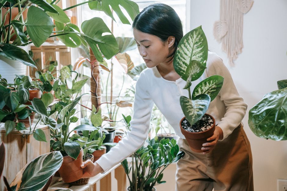 Tropische planten naast een open raam in de zomer. Tropische planten naast een open raam in de zomer.