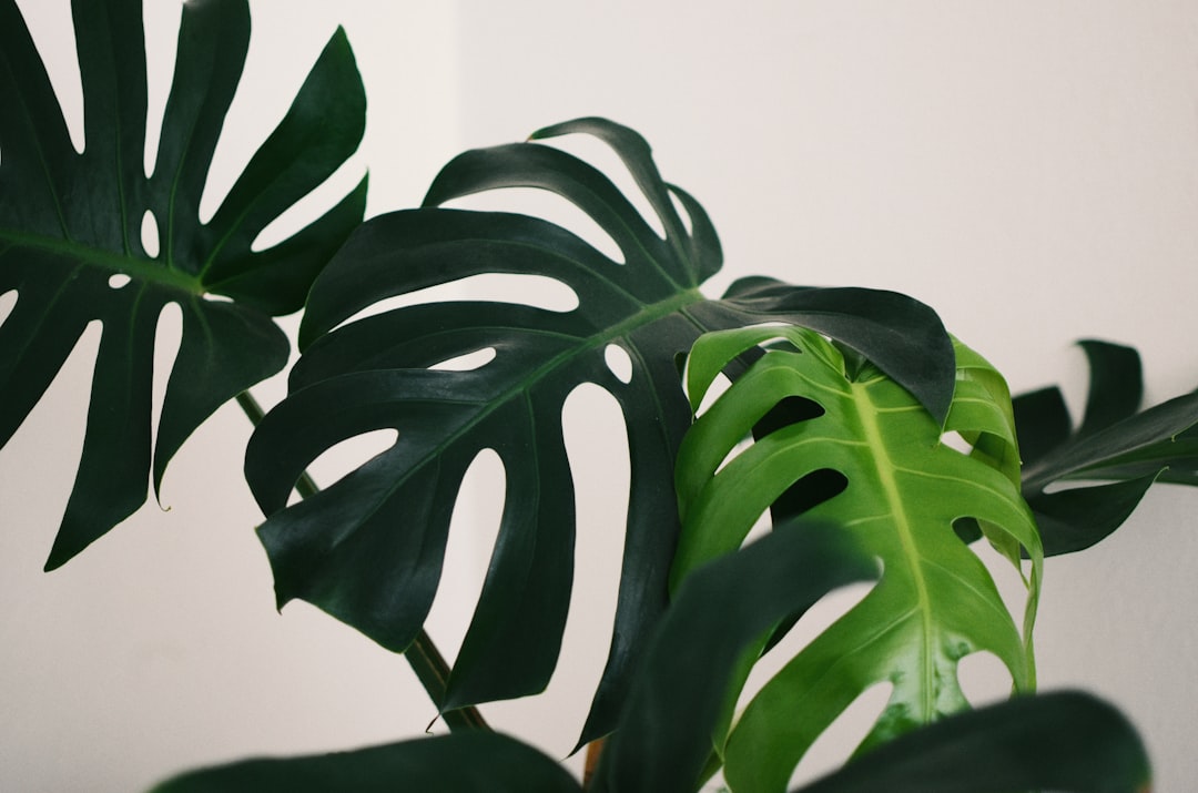 Grote groene planten in een zonnige woonkamer. Grote groene planten in een zonnige woonkamer.