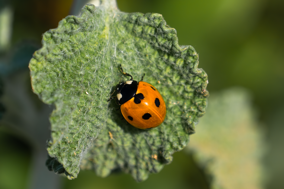Bloemen die nuttige insecten aantrekken ter plaagbestrijding. Bloemen die nuttige insecten aantrekken ter plaagbestrijding.
