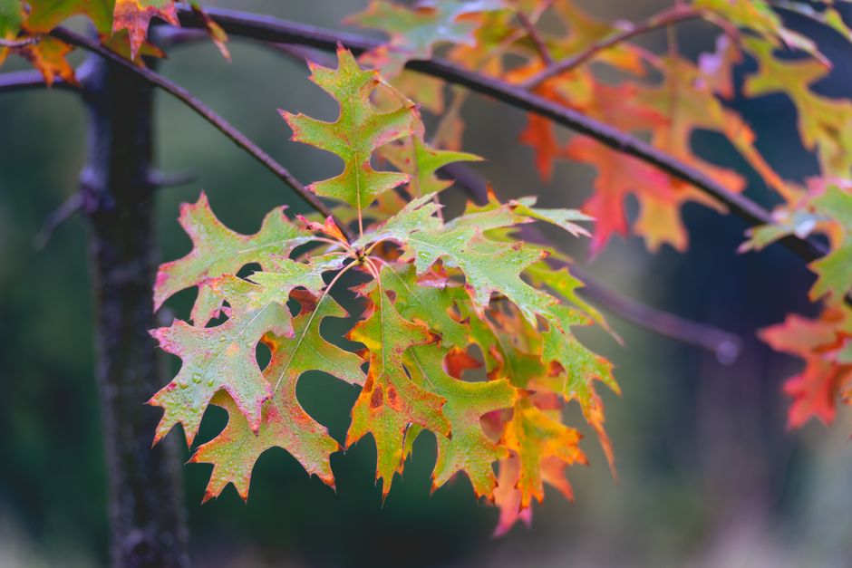 Gezellige leeshoek met herfstdecoraties in tuinkamer Gezellige leeshoek met herfstdecoraties in tuinkamer