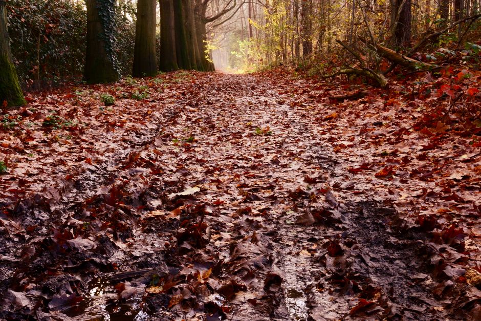 Gekleurde bladeren versieren raam in herfstthema. Gekleurde bladeren versieren raam in herfstthema.